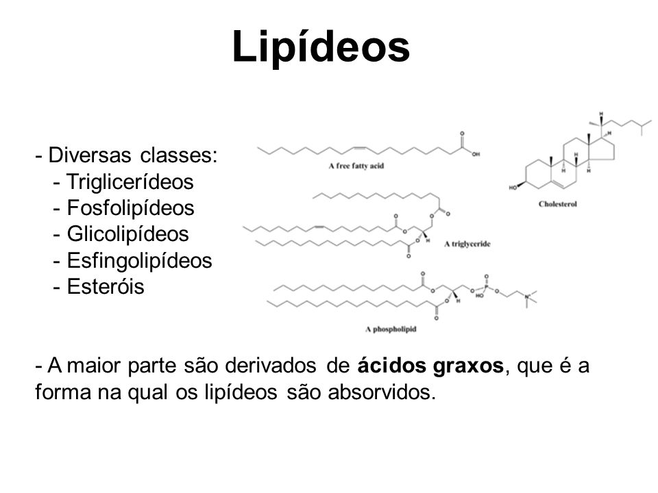 Lipídeos - Diversas classes: - Triglicerídeos - Fosfolipídeos
