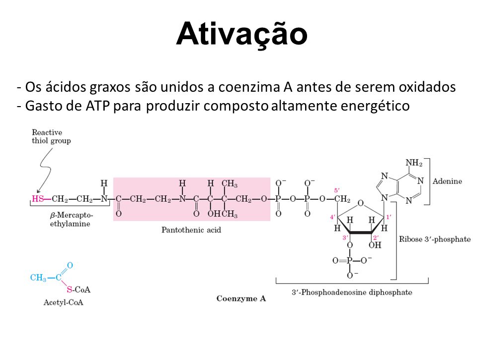 Ativação Os ácidos graxos são unidos a coenzima A antes de serem oxidados.