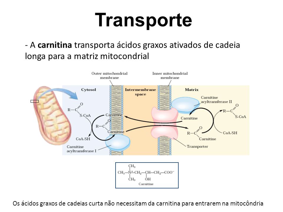 Transporte - A carnitina transporta ácidos graxos ativados de cadeia longa para a matriz mitocondrial.
