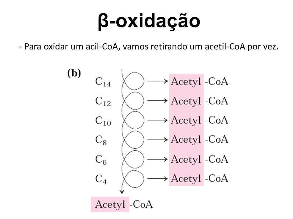β-oxidação - Para oxidar um acil-CoA, vamos retirando um acetil-CoA por vez.