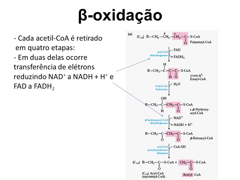 β-oxidação - Cada acetil-CoA é retirado em quatro etapas: