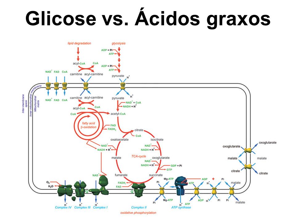 Glicose vs. Ácidos graxos