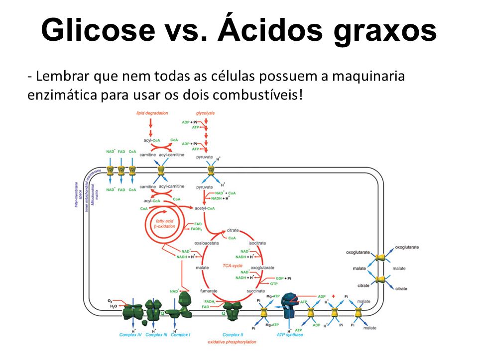 Glicose vs. Ácidos graxos