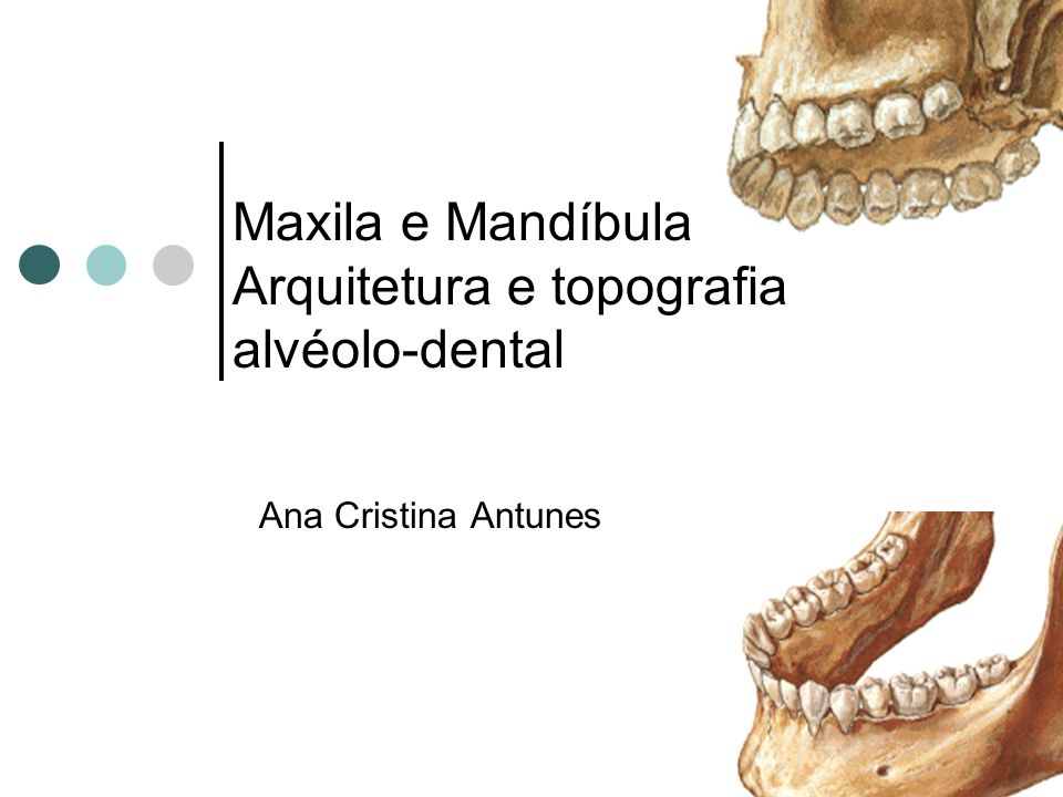Maxila e Mandíbula Arquitetura e topografia alvéolo-dental