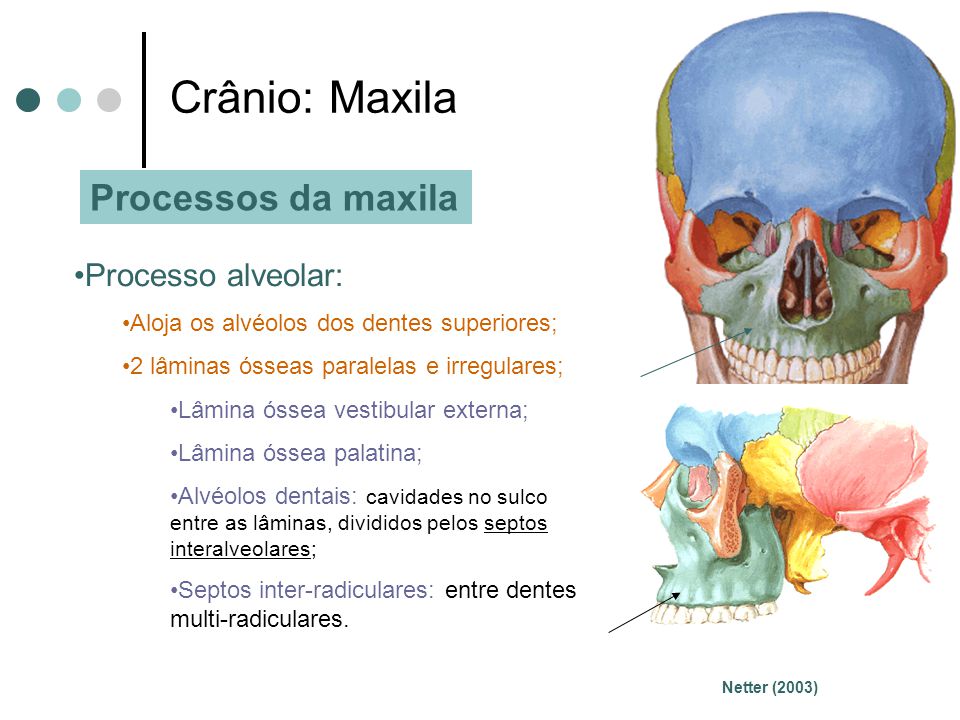 Crânio: Maxila Processos da maxila Processo alveolar: