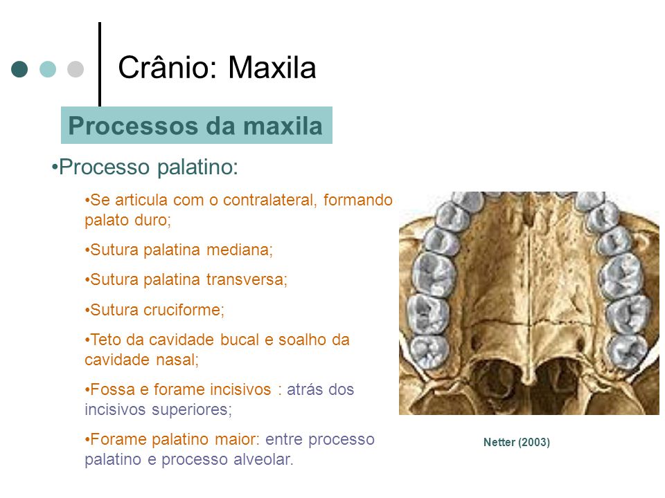 Crânio: Maxila Processos da maxila Processo palatino: