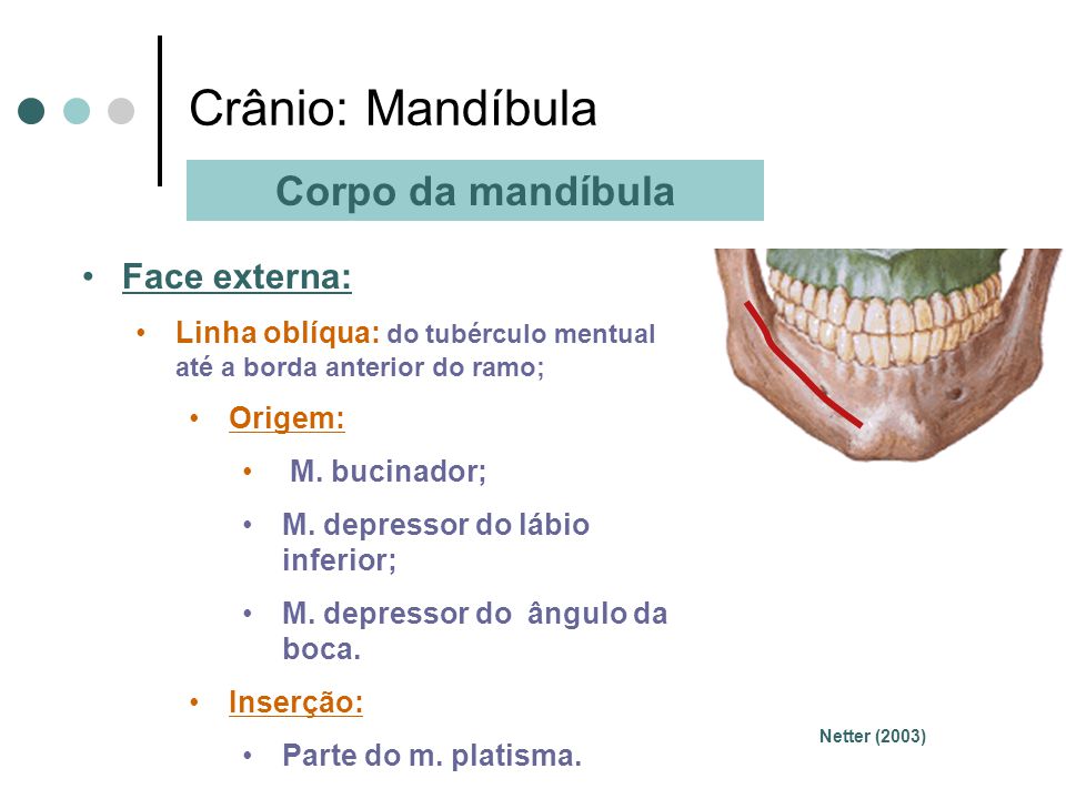 Crânio: Mandíbula Corpo da mandíbula Face externa: