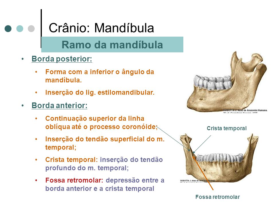 Crânio: Mandíbula Ramo da mandíbula Borda posterior: Borda anterior: