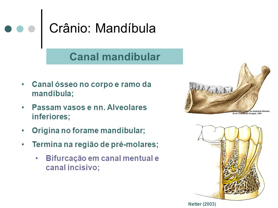 Crânio: Mandíbula Canal mandibular