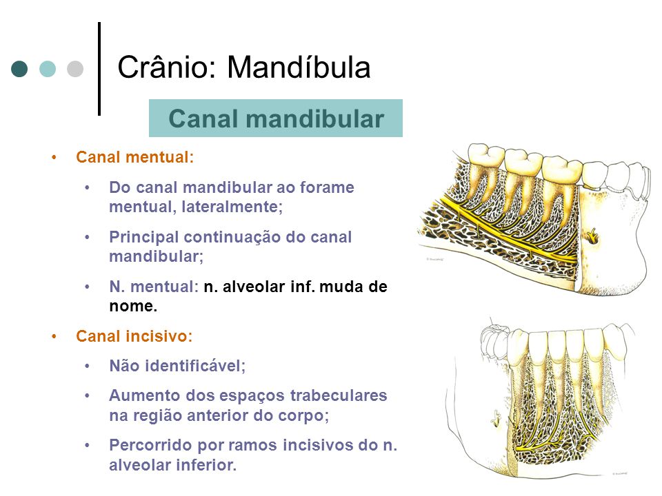 Crânio: Mandíbula Canal mandibular Canal mentual:
