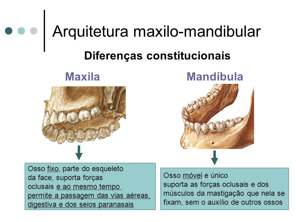 Arquitetura maxilo-mandibular