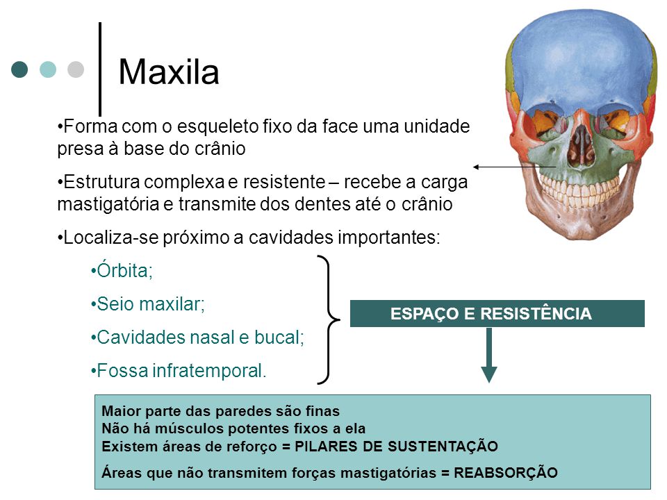 Maxila Forma com o esqueleto fixo da face uma unidade presa à base do crânio.