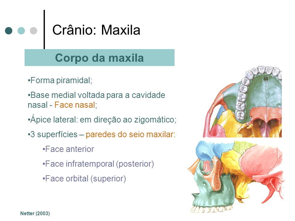 Crânio: Maxila Corpo da maxila Forma piramidal;