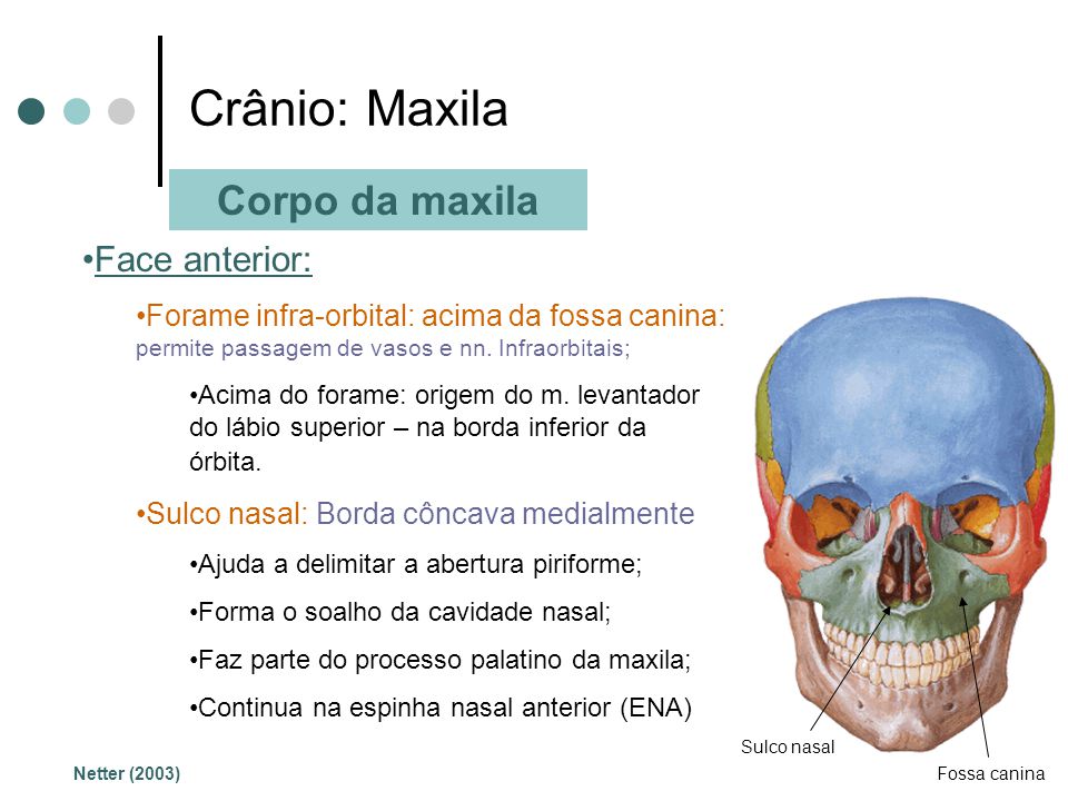 Crânio: Maxila Corpo da maxila Face anterior: