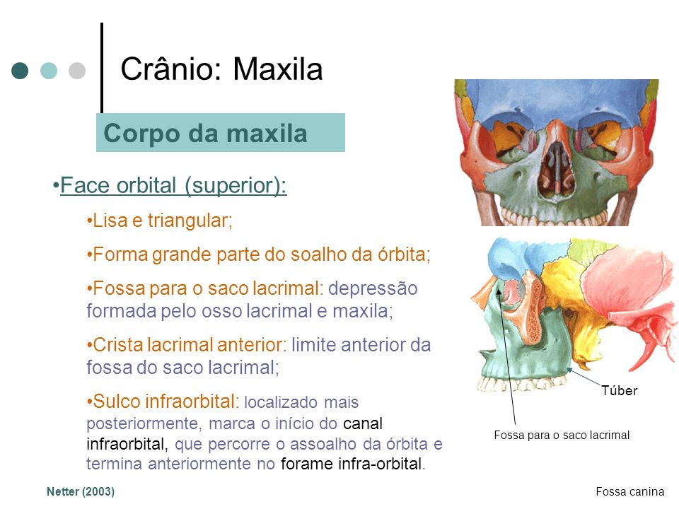 Crânio: Maxila Corpo da maxila Face orbital (superior):
