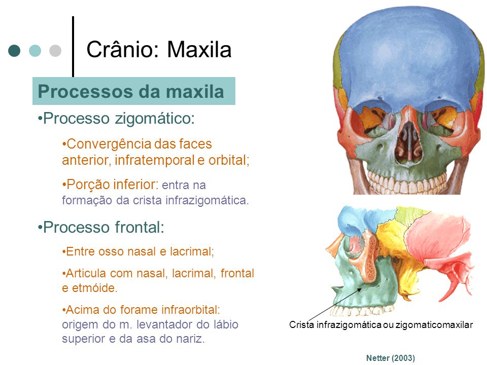Crânio: Maxila Processos da maxila Processo zigomático: