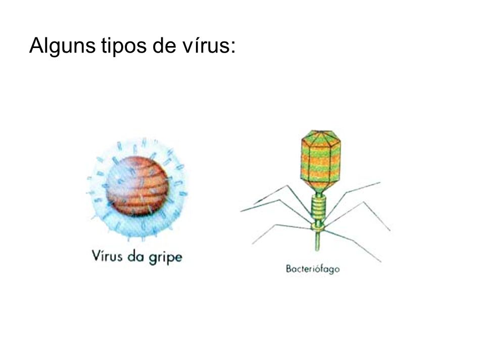 Alguns tipos de vírus: