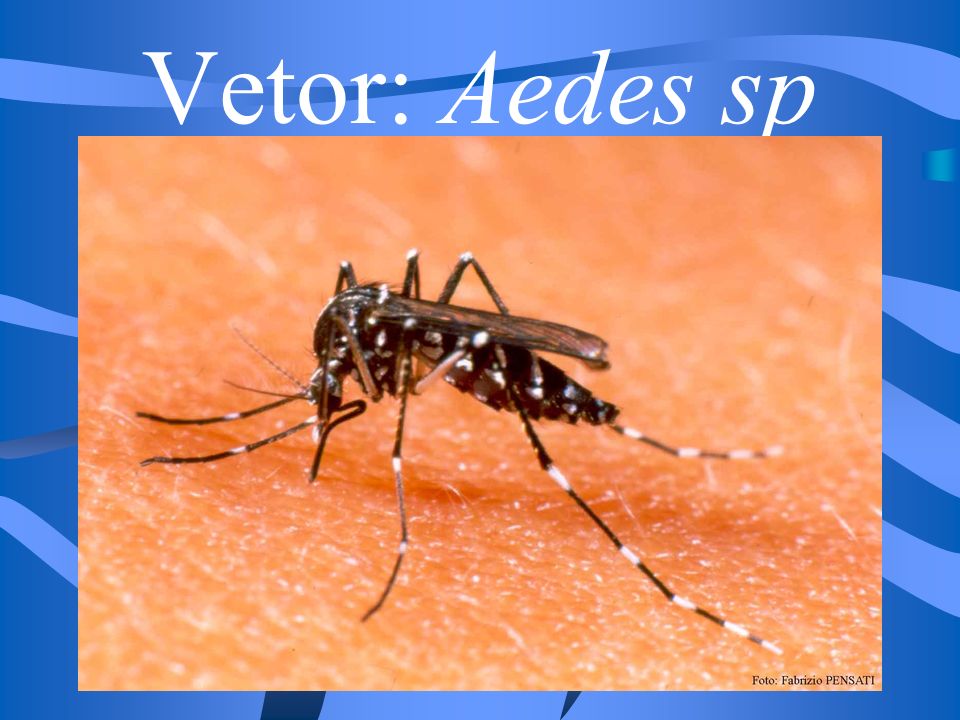 Vetor: Aedes sp