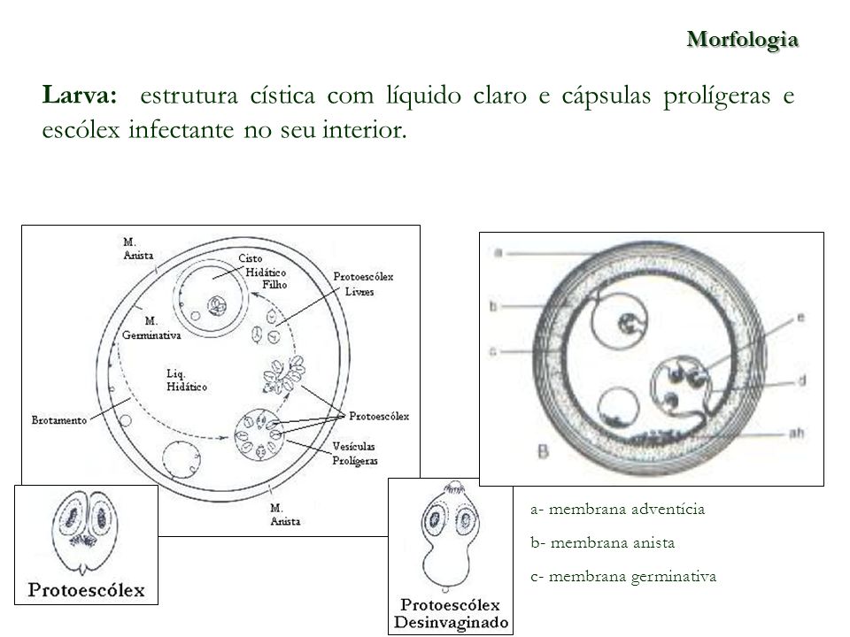 Morfologia Larva: estrutura cística com líquido claro e cápsulas prolígeras e escólex infectante no seu interior.