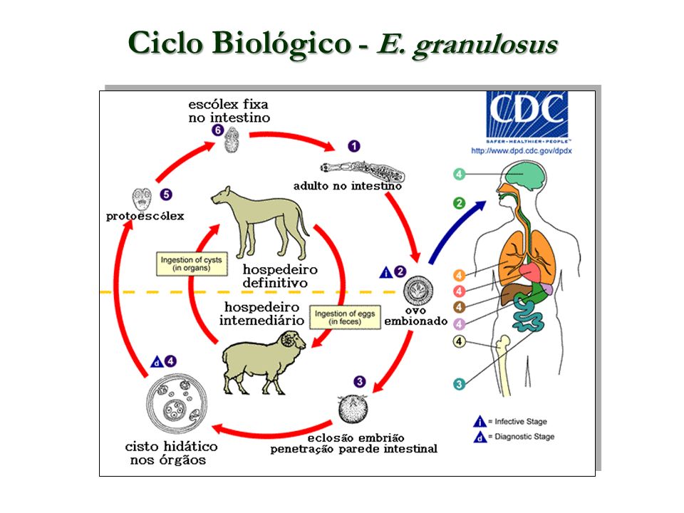 Ciclo Biológico - E. granulosus