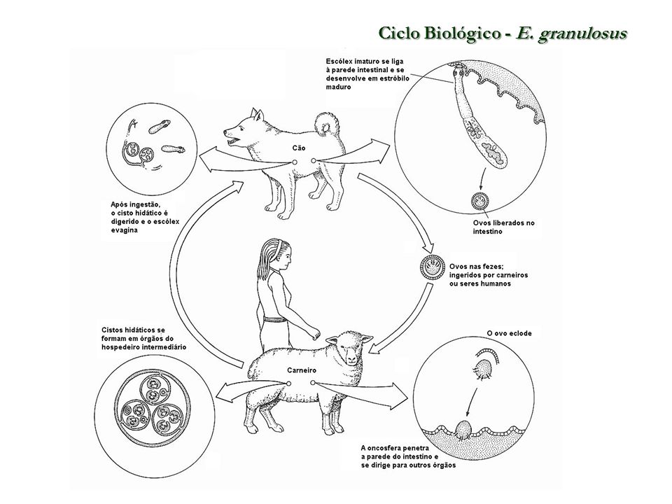 Ciclo Biológico - E. granulosus