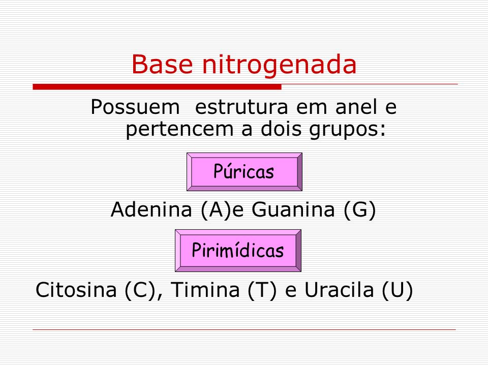 Base nitrogenada Possuem estrutura em anel e pertencem a dois grupos: