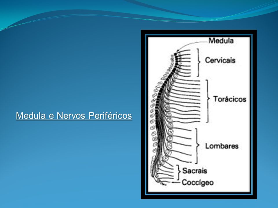 Medula e Nervos Periféricos