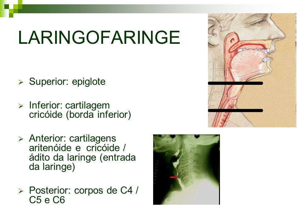 LARINGOFARINGE Superior: epiglote