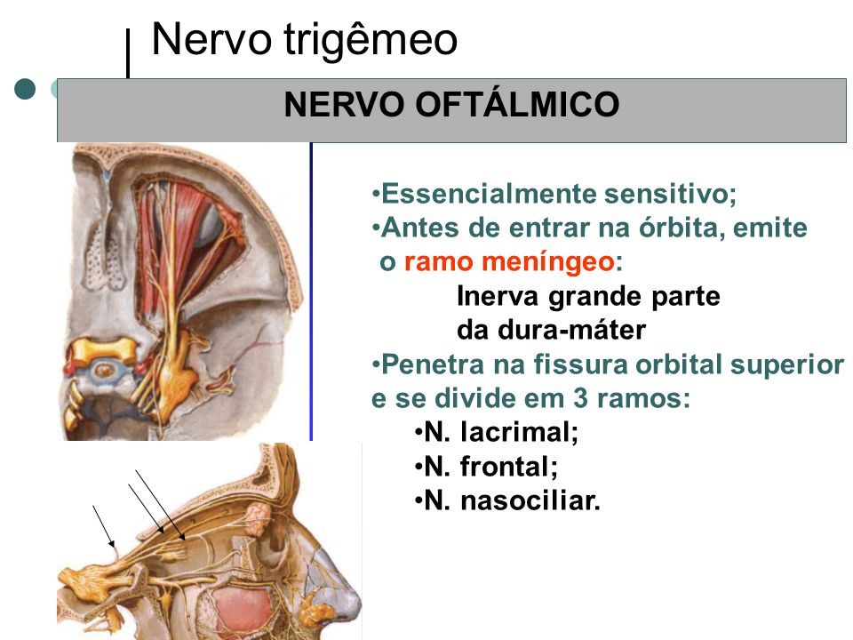 Nervo trigêmeo NERVO OFTÁLMICO Essencialmente sensitivo;