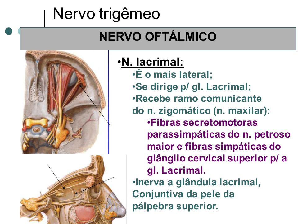 Nervo trigêmeo NERVO OFTÁLMICO N. lacrimal: É o mais lateral;