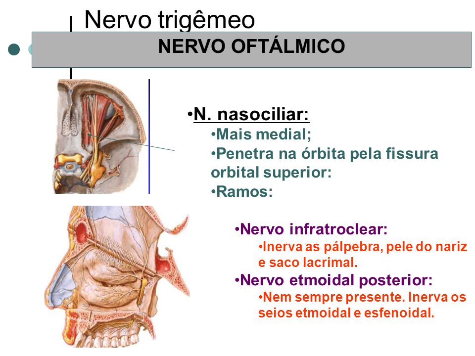 Nervo trigêmeo NERVO OFTÁLMICO N. nasociliar: Mais medial;