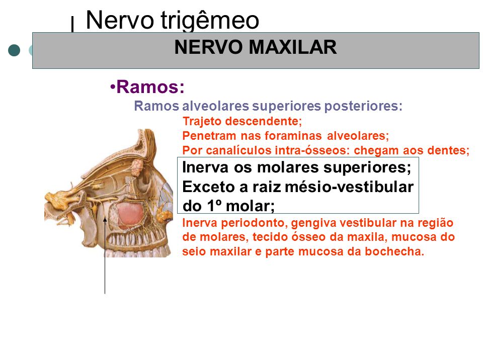Nervo trigêmeo NERVO MAXILAR Ramos: Exceto a raiz mésio-vestibular