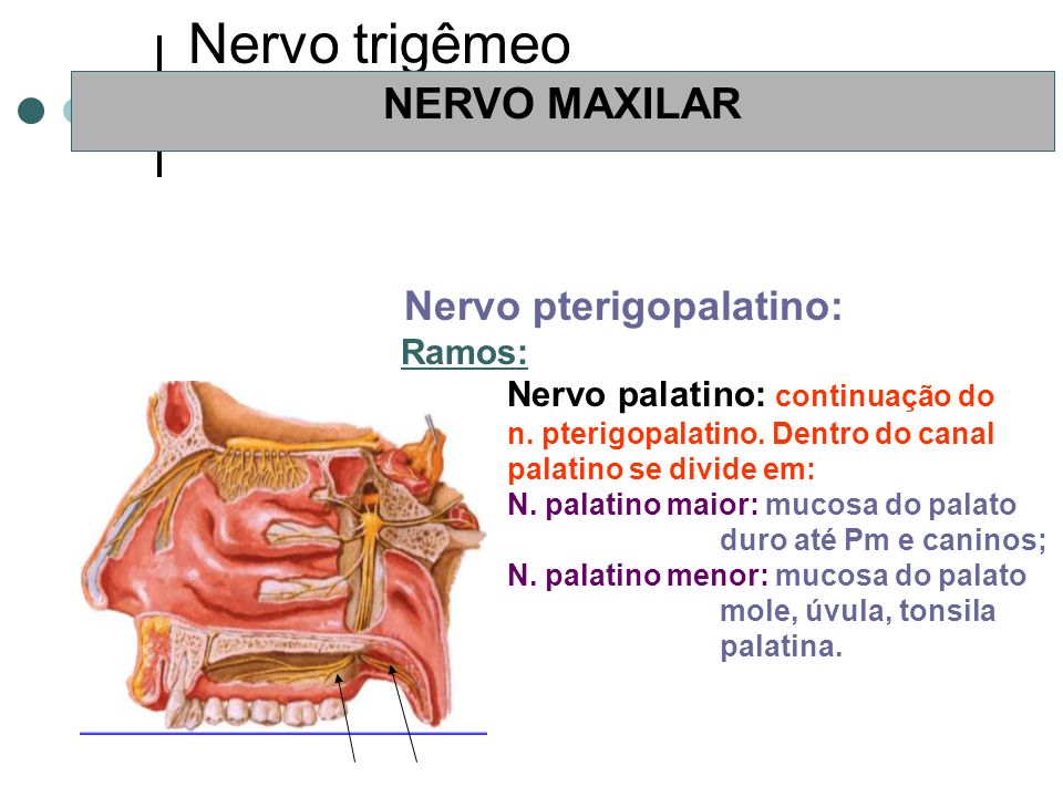 Nervo trigêmeo NERVO MAXILAR Nervo palatino: continuação do Ramos: