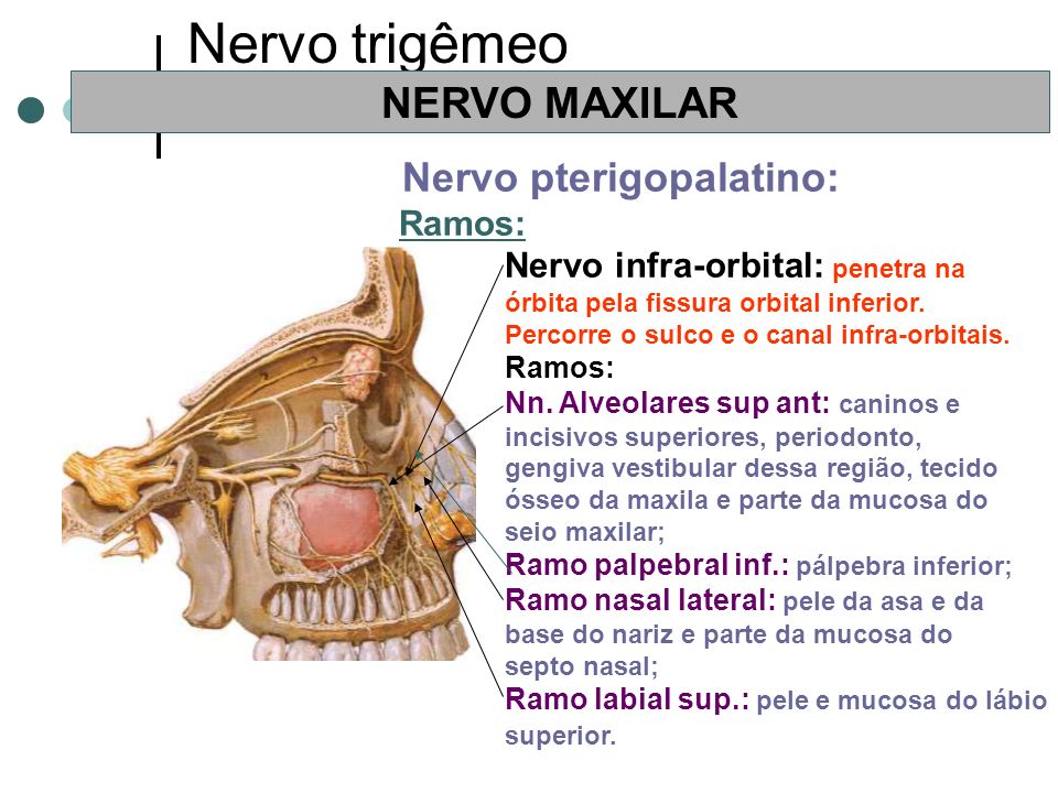 Nervo trigêmeo NERVO MAXILAR Nervo infra-orbital: penetra na Ramos: