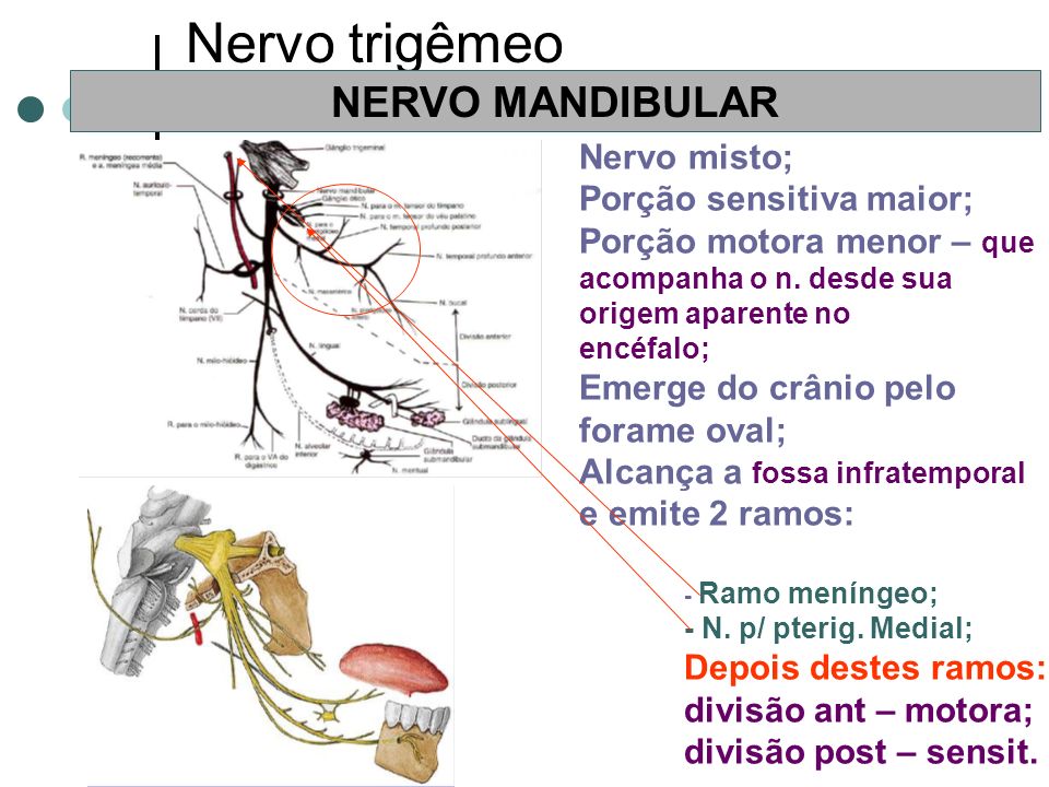 Nervo trigêmeo NERVO MANDIBULAR Nervo misto; Porção sensitiva maior;
