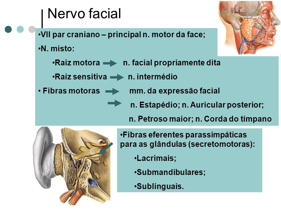 Nervo facial VII par craniano – principal n. motor da face; N. misto: