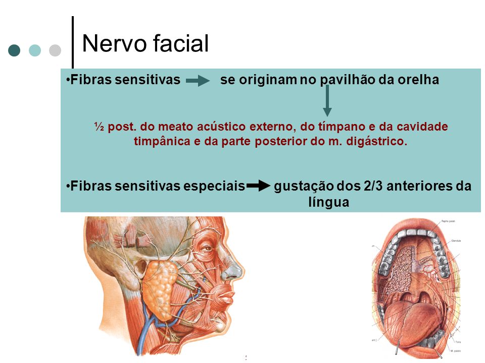 Nervo facial Fibras sensitivas se originam no pavilhão da orelha