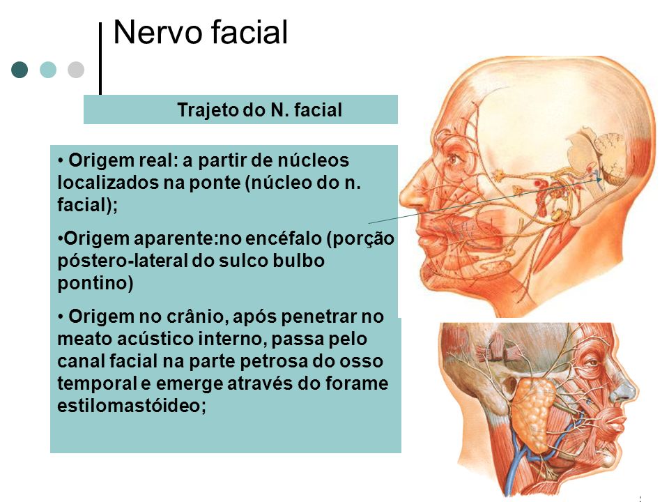 Nervo facial Trajeto do N. facial