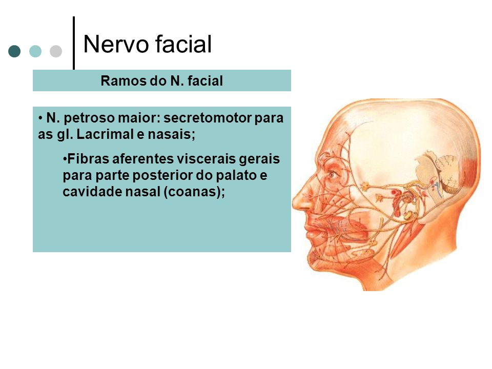 Nervo facial Ramos do N. facial