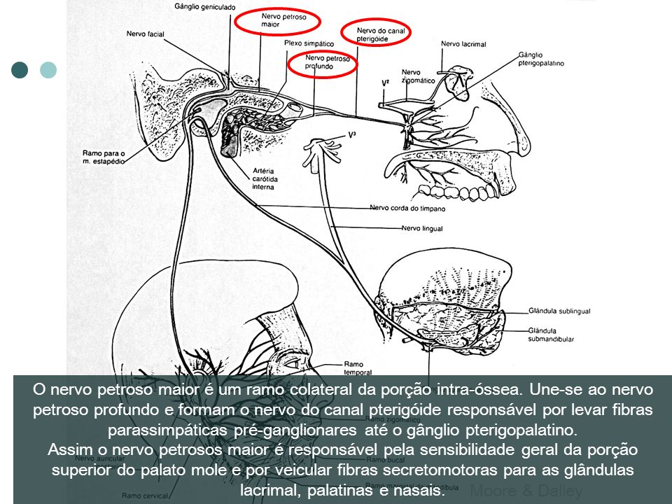 O nervo petroso maior é um ramo colateral da porção intra-óssea