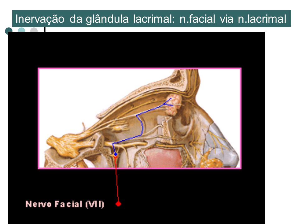 Inervação da glândula lacrimal: n.facial via n.lacrimal