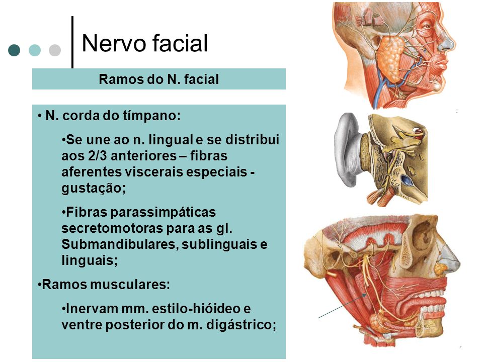 Nervo facial Ramos do N. facial N. corda do tímpano: