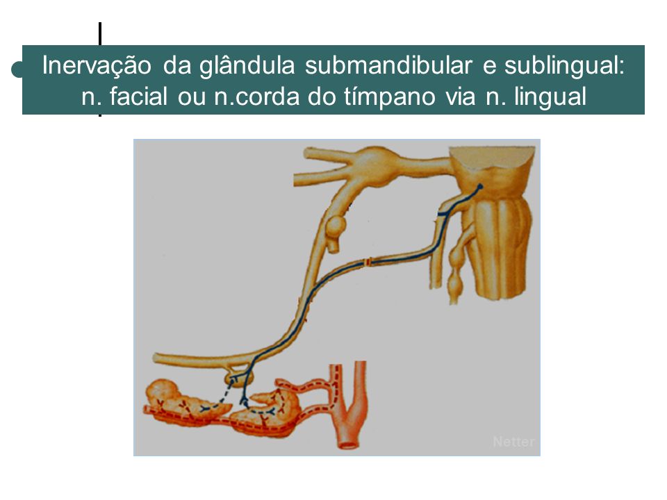 Inervação da glândula submandibular e sublingual: