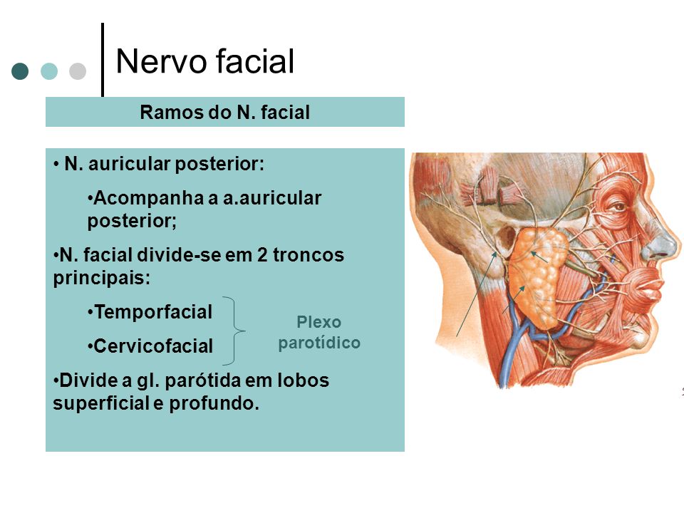 Nervo facial Ramos do N. facial N. auricular posterior: