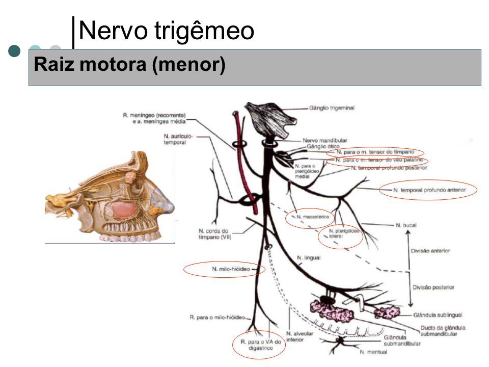 Nervo trigêmeo Raiz motora (menor)