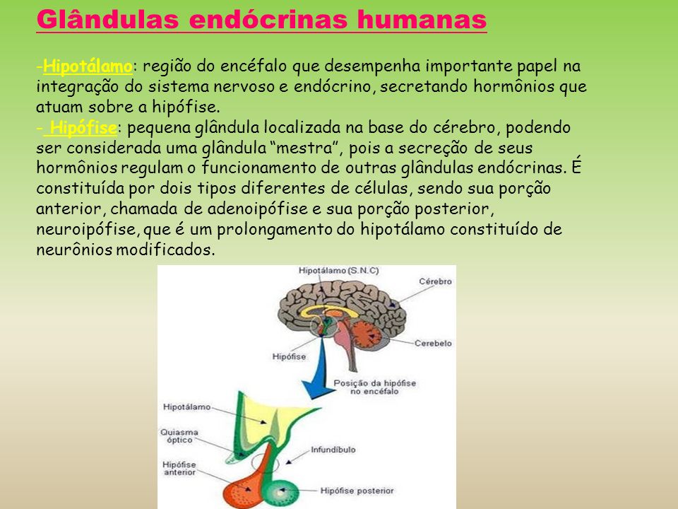 Glândulas endócrinas humanas