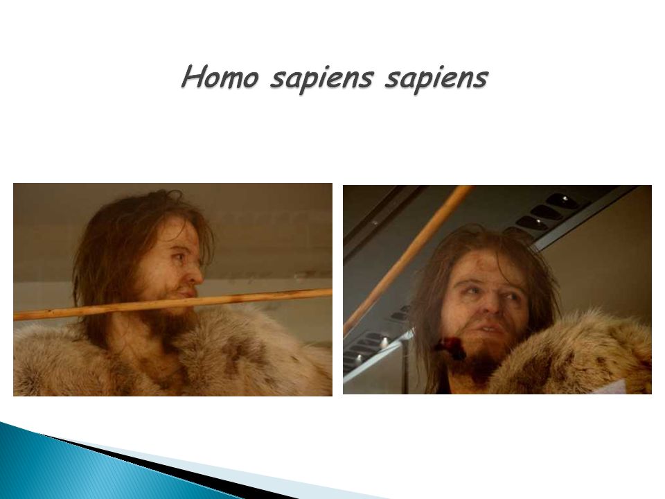 Homo sapiens sapiens