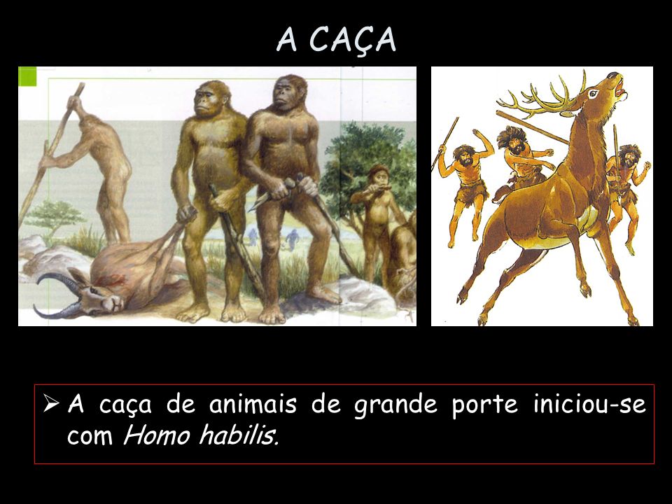 A CAÇA A caça de animais de grande porte iniciou-se com Homo habilis.