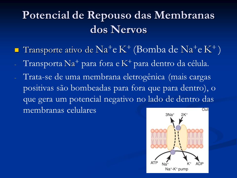 Potencial de Repouso das Membranas dos Nervos