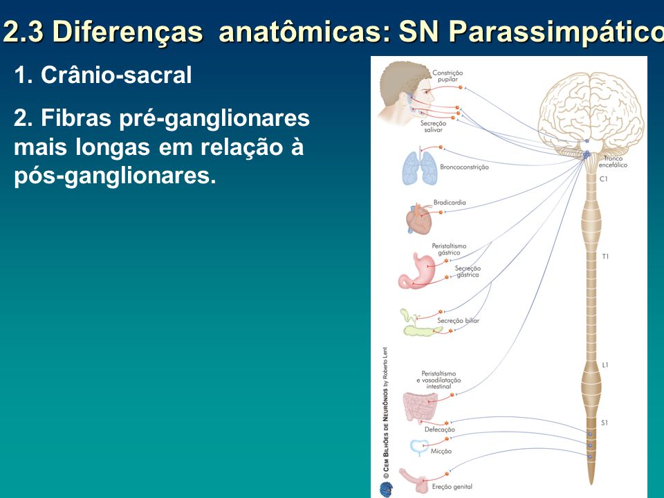 2.3 Diferenças anatômicas: SN Parassimpático